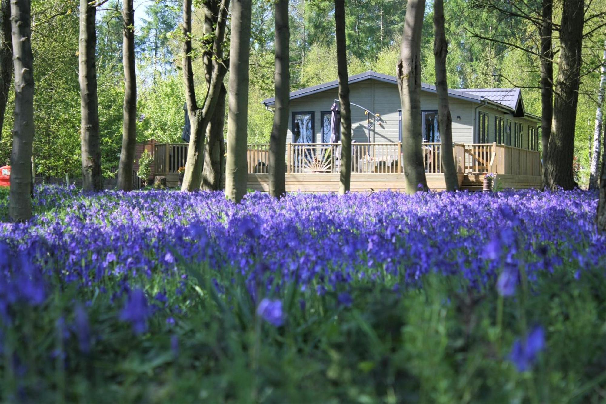 Hollicarrs - Woodland Lodge - York, York